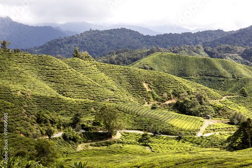 Green Tea Plantations at Cameroon Highlands in Malaysia