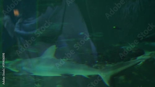 Sharks swimming in a large aquarium salt water tank photo