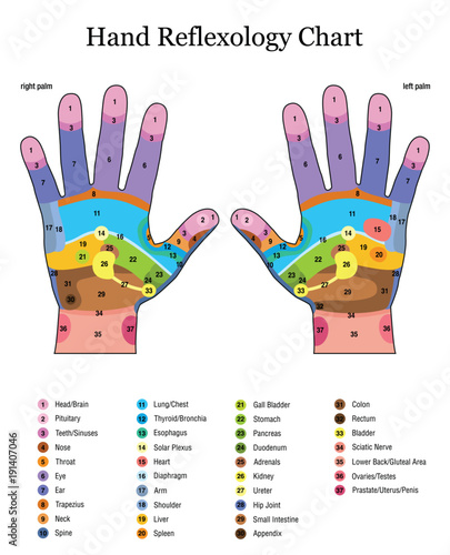 Hand reflexology. Alternative acupressure and physiotherapy health treatment. Zone massage chart with colored areas. Numbering and listing of names of internal organs and body parts.