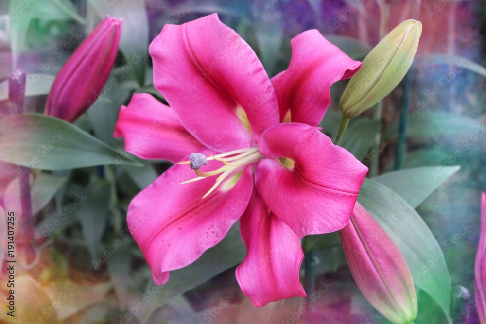 BRIGHT PINK LILIES