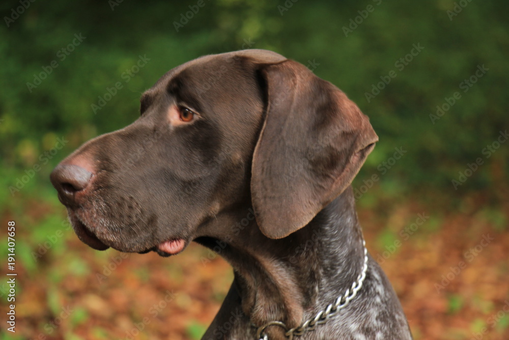 German Shorthaired Pointer