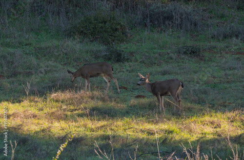 Deer in the meadow grazing