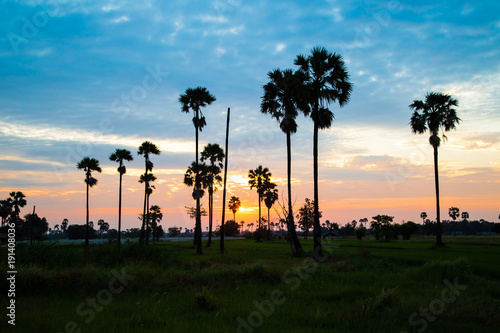 Silhouette sunrise on field with palm tree