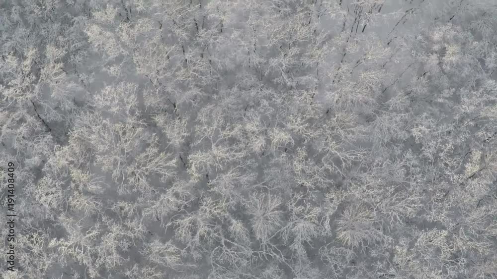 winter forest top view winter forest top view