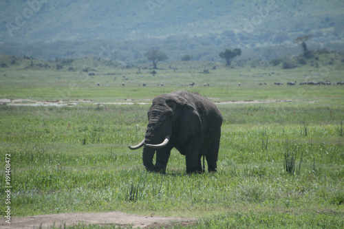 A large elephant in Ngorongoro Crater