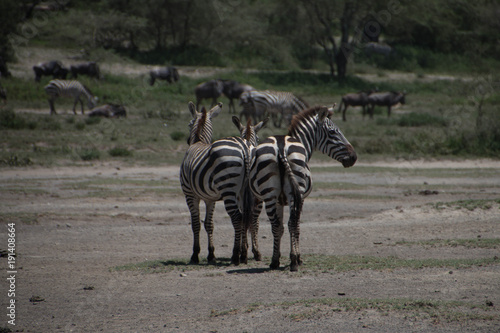 The Zebras in Ndutu Plains as part of the Great Serengeti Migration