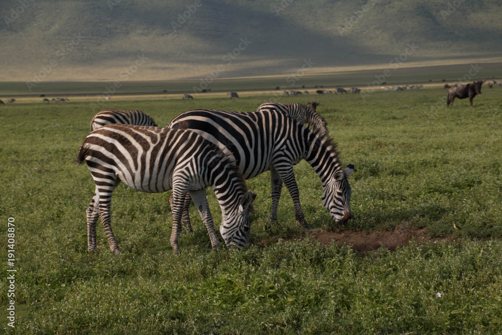 Naklejka premium The Zebras in Ndutu Plains as part of the Great Serengeti Migration