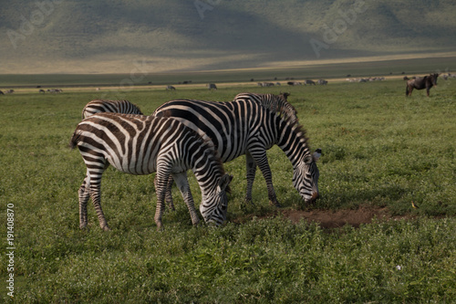 The Zebras in Ndutu Plains as part of the Great Serengeti Migration