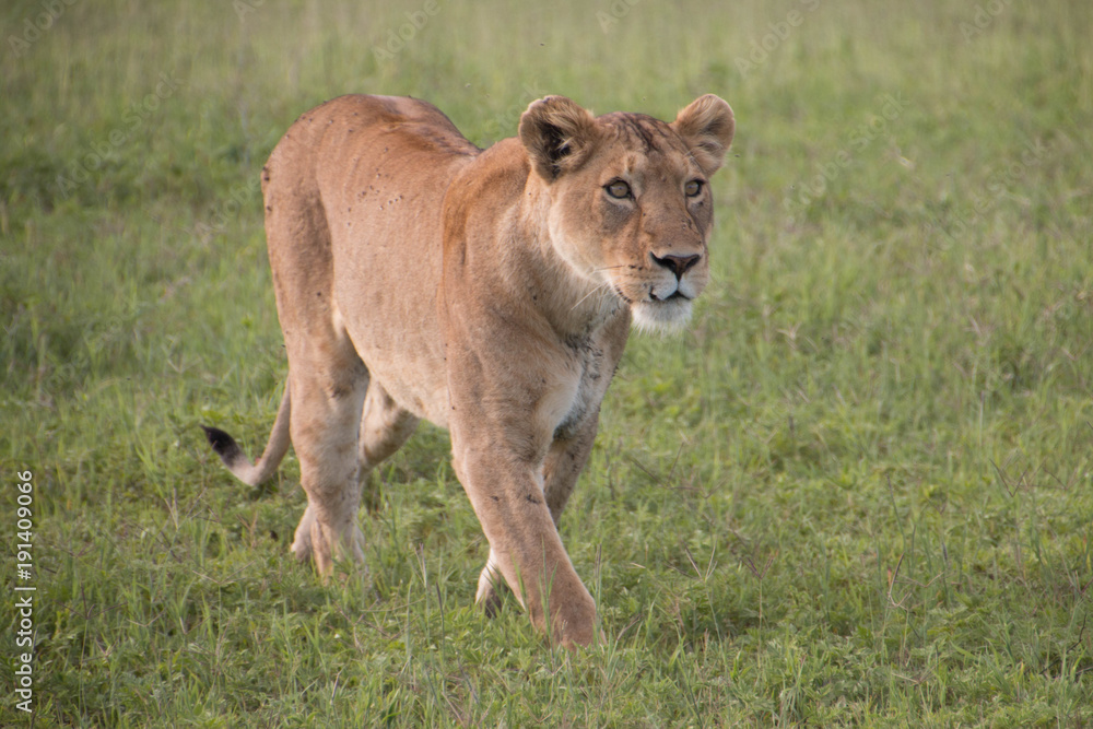 A lioness walking towards a hunt in Ngorongoro Crater, Arusha Tanzania A lioness walking towards a hunt in Ngorongoro Crater, Arusha Tanzania