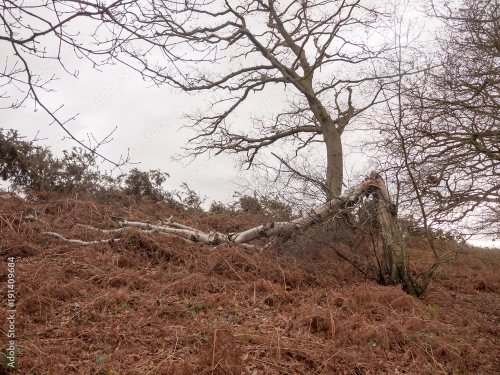 fallen autumn tree wind red white sky leaves fallen autumn tree wind red white sky leaves