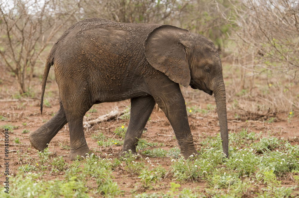 Eléphant d'Afrique, jeune, loxodonta africana, African elephant, Parc national Kruger, Afrique du Sud