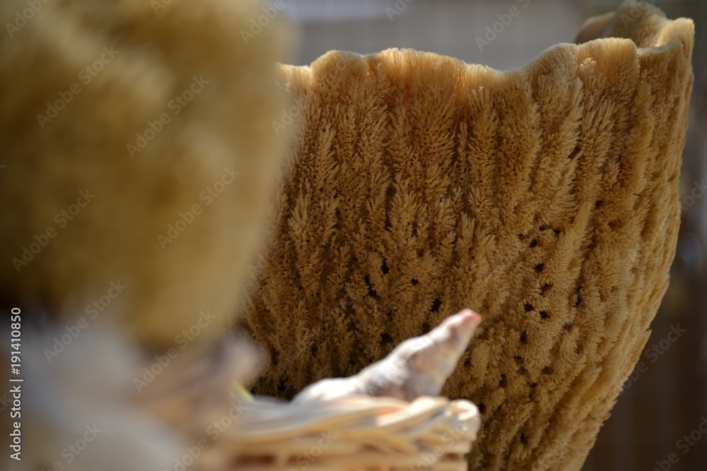 Les éponges Kalymniotes