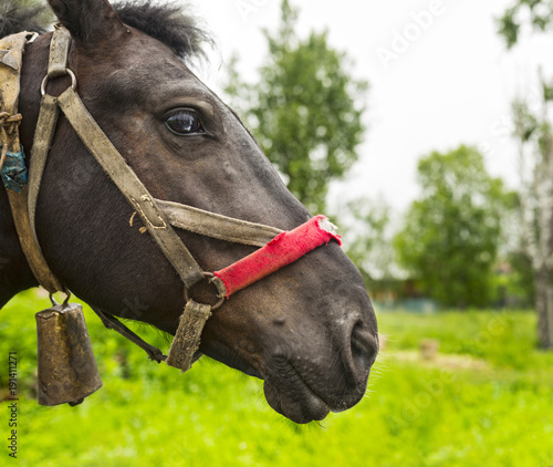 The head of a country horse with an old harness. Russia