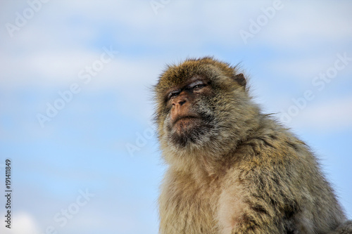 Gibraltar Monkey © Jianlin