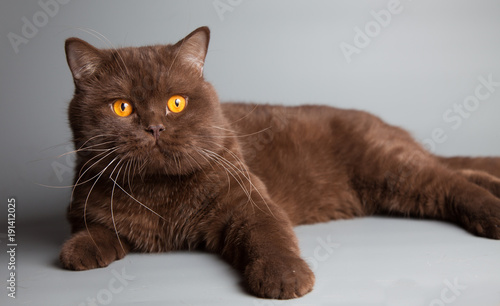British short hair cat, chocolate color, portrait, studio