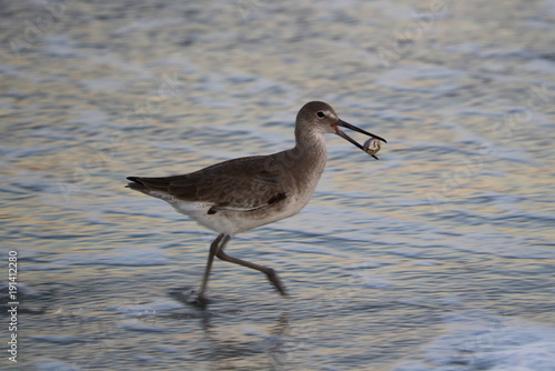 Bird at the shoreline, Neptune Beach 01 © steveottie