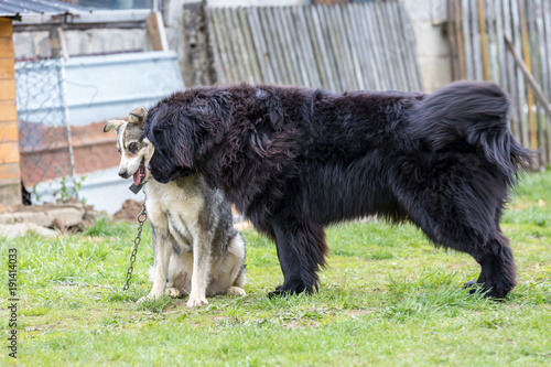 Hear tied on a chain and a friendly Newfoundland with visits.