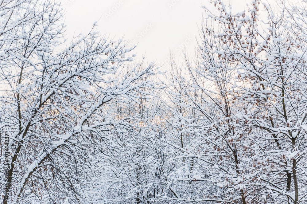 Winter in Moscow. Snow covered trees in the city. The view from the window after a heavy snowfall. Evening twilight, sunset Winter in Moscow. Snow covered trees in the city. The view from the window after a heavy snowfall. Evening twilight, sunset