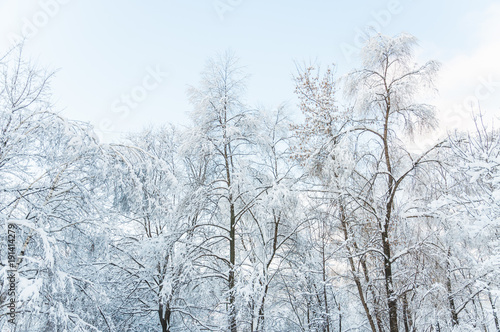 Tree crown covered with a thick layer of snow on a blue sky background © aleoks