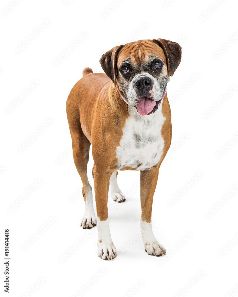 Boxer Crossbreed Dog Standing Over White