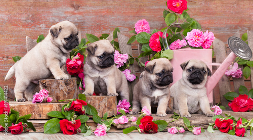Fototapeta Naklejka Na Ścianę i Meble -  puppy pug and flowers roses