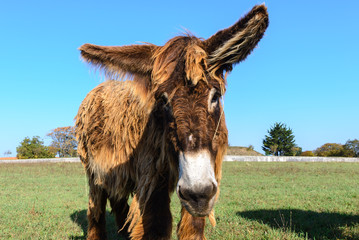 Fotobehang Ezel Poitou ezel op Île de Ré  © Noradoa