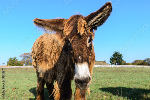  Poitou donkey at  Ré Island, France
