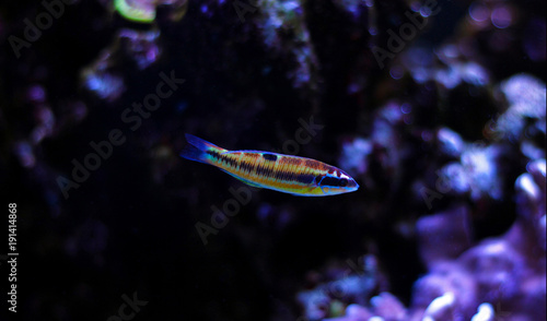 Thalasoma pavo wrasse  photo