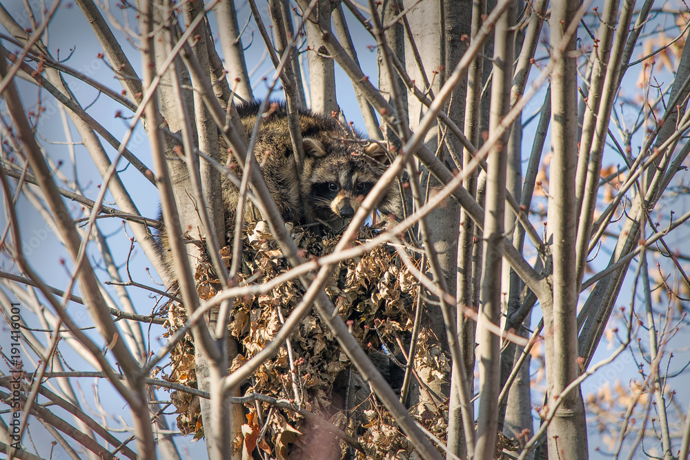 Raccoons in the tree