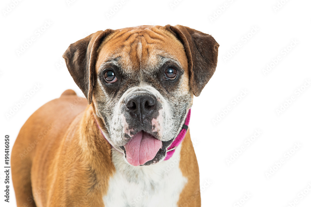 Closeup Happy Boxer Crossbreed Dog