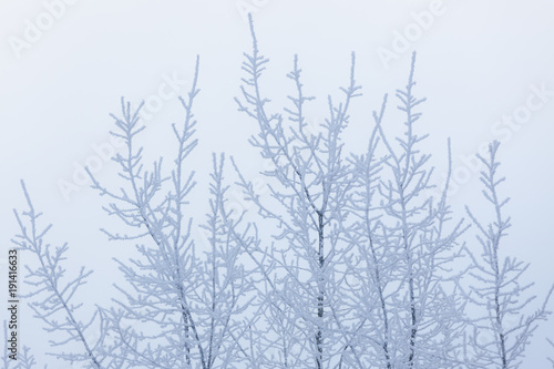 Tree top branches covered in frost snow