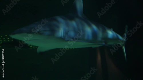 Slow motion sharks swimming in big salt water aquarium photo