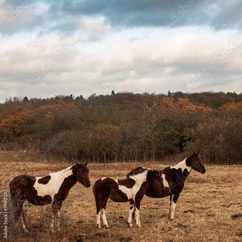 Quadro em tela three brown and white horses in paddock field autumn
