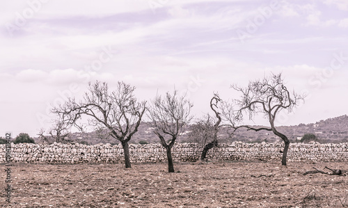 Four almond trees