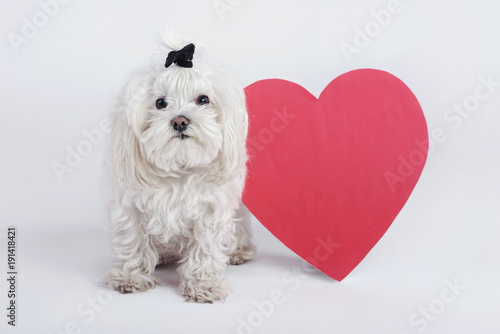 Tableau sur toile perro gracioso con un corazón