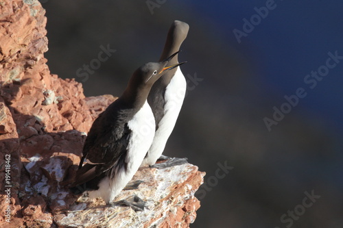 Common murre or common guillemot (Uria aalge) on the island of Heligoland, Germany photo