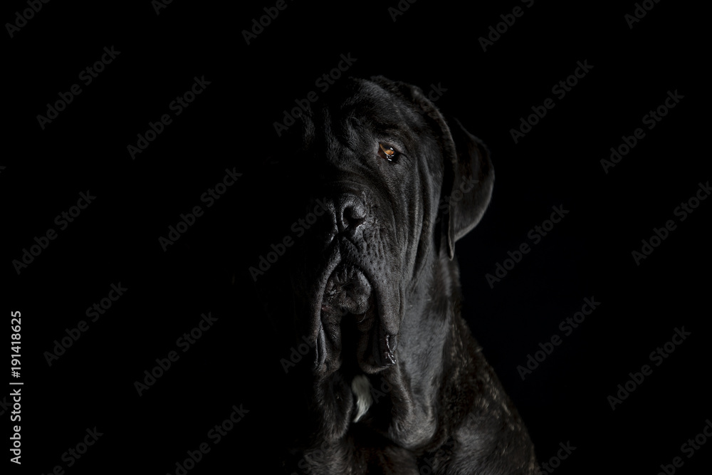Obraz premium Dramatic dog portrait