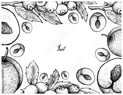 Hand Drawn Frame of Plum and Blueberry