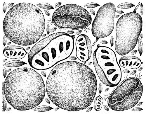 Hand Drawn Background of Wood Apple and Paw Paw