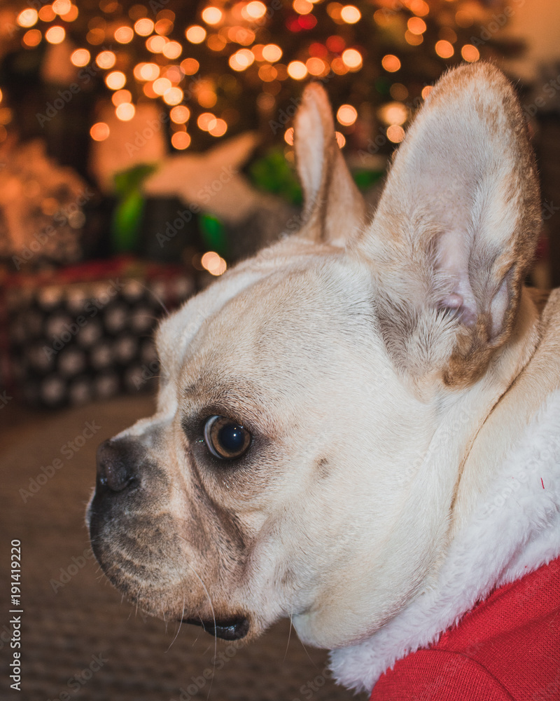 French Bulldog Christmas Time