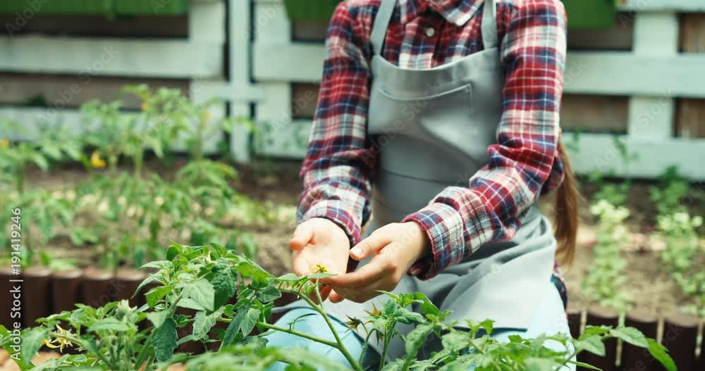 Farmer with vegetables plants in the kitchen garden. Child smiling at camera Farmer with vegetables plants in the kitchen garden. Child smiling at camera