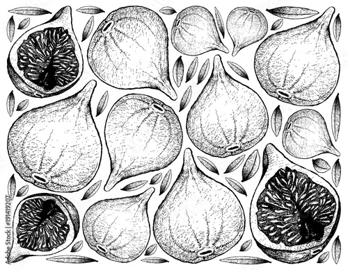 Hand Drawn Background of Fresh Fig Fruits