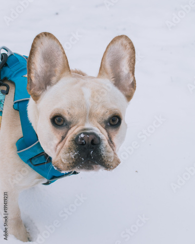 French Bulldog in the Snow