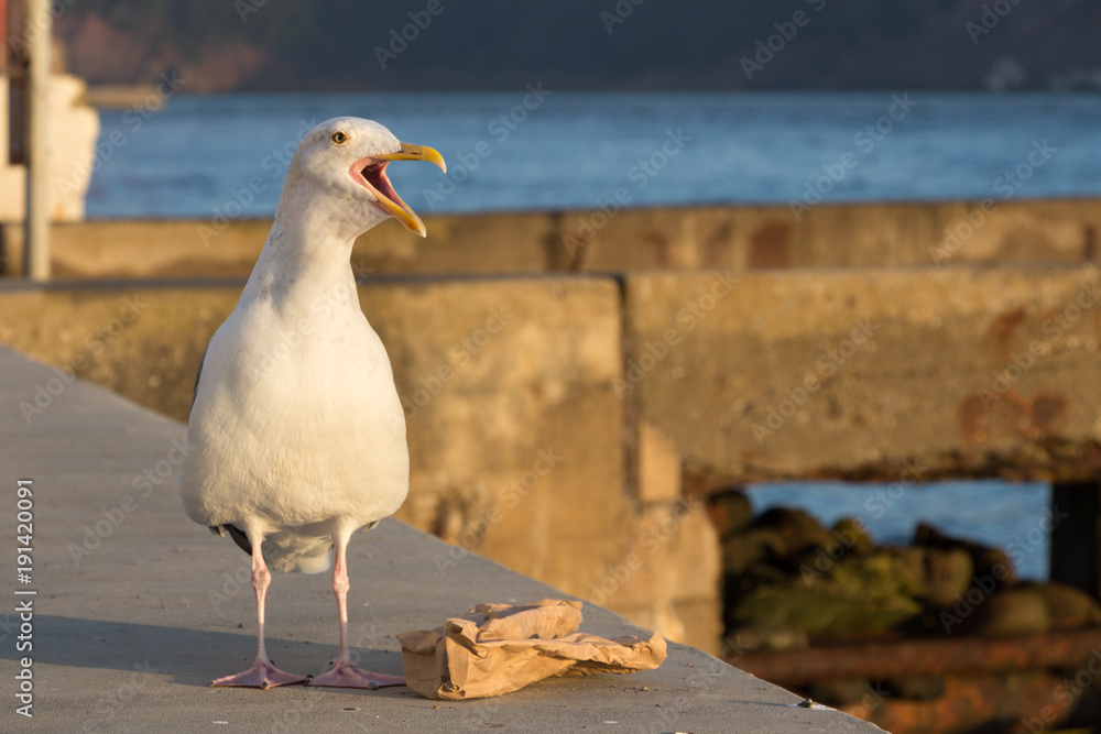 Obraz premium Seagull screaming with a trash paper.