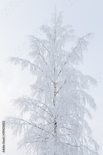 Birch tree at winter covered in frost snow