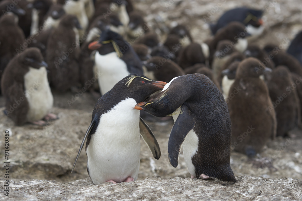 Naklejka premium Adults take the opportunity for some mutual grooming whilst looking after a creche of Rockhopper Penguin chicks (Eudyptes chrysocome) on Bleaker Island in the Falkland Islands.