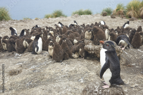 Rockhopper Penguin chicks (Eudyptes chrysocome) huddle together in a creche on Bleaker Island in the Falkland Islands whilst most adults are away at sea feeding. A few adults remain to keep order.