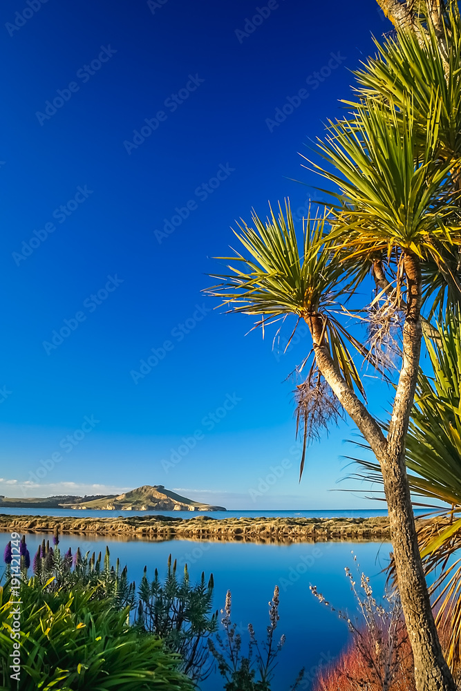 Cabbage tree growing above the beach