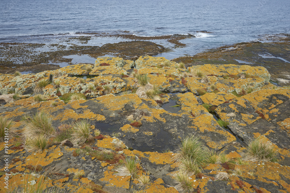 Colourful lichens and plants covering the rocky coastline of Bleaker Island on the Falkland Islands.