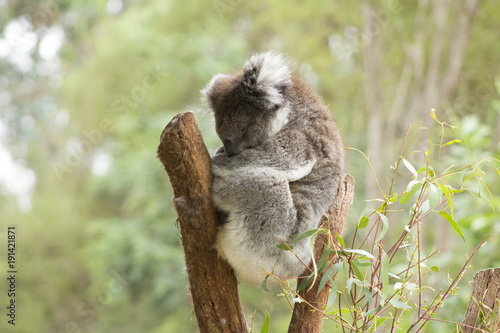 Photography Koala Cute zoo australia